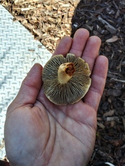 Fungi
