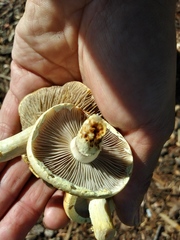 Fungi