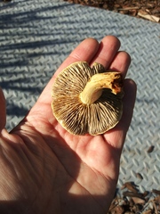 Fungi