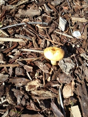 Fungi
