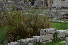 Cyperus papyrus