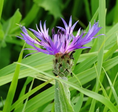 Centaurea napulifera tuberosa