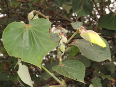 Hibiscus tiliaceus tiliaceus
