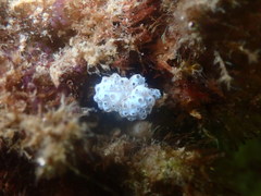 Eudistoma elongatum