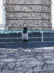 Corvus cornix