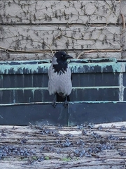 Corvus cornix