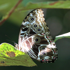 Morpho deidamia