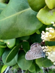Hemiargus hanno hanno