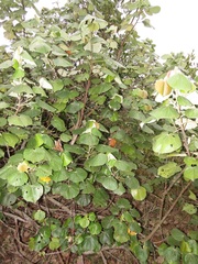 Hibiscus tiliaceus tiliaceus