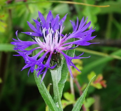 Centaurea napulifera tuberosa