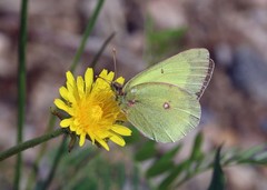 Colias gigantea