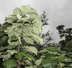 Hibiscus tiliaceus tiliaceus