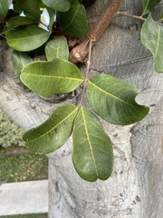 Cupaniopsis anacardioides