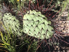 Opuntia stenopetala