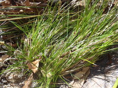 Carex chihuahuensis