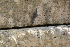 Tarentola mauritanica