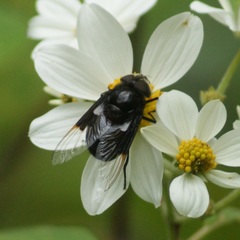 Copestylum mexicanum
