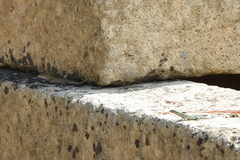 Podarcis siculus siculus