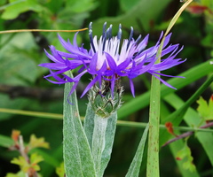 Centaurea napulifera tuberosa