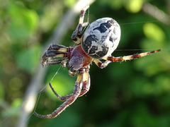 Larinioides suspicax