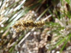 Carex chihuahuensis