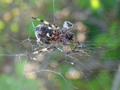 Larinioides suspicax