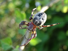 Larinioides suspicax