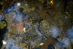Eurycea troglodytes