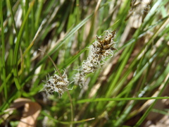 Carex chihuahuensis