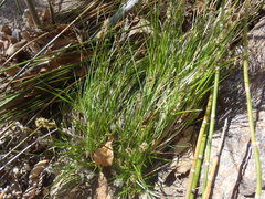Carex chihuahuensis