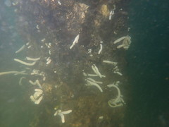 Eudistoma elongatum
