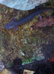 Eurycea troglodytes