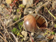 Pomacea paludosa