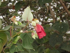 Hibiscus tiliaceus tiliaceus