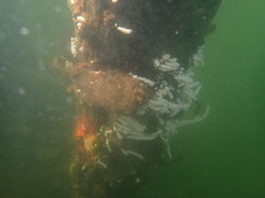 Eudistoma elongatum