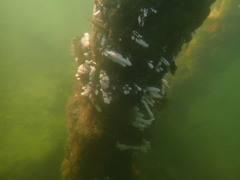 Eudistoma elongatum