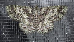 Hypodoxa conspurcata