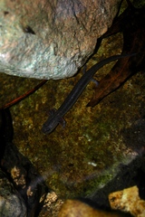 Eurycea troglodytes