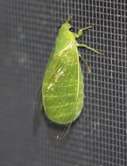 Glaucopsaltria viridis