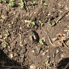 Coleoptera