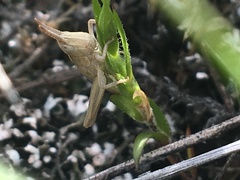 Pseudochorthippus curtipennis