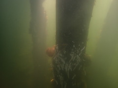 Eudistoma elongatum