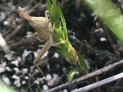 Pseudochorthippus curtipennis