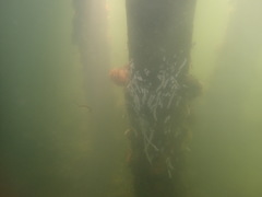 Eudistoma elongatum