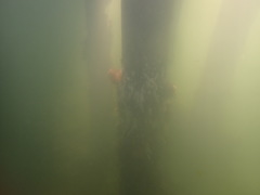 Eudistoma elongatum