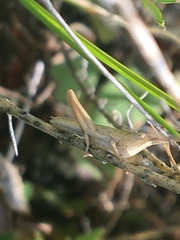 Pseudochorthippus curtipennis