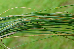 Poa angustifolia