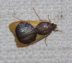 Prooedema inscisalis