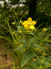 Lysimachia ciliata