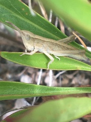 Pseudochorthippus curtipennis